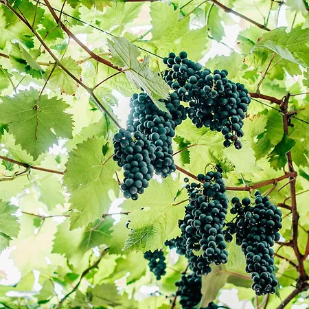 펜션 Lux Im Weinort An Der Mosel