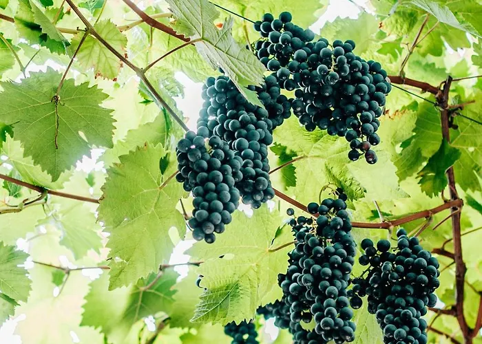 Casa de Férias Lux Im Weinort An Der Mosel